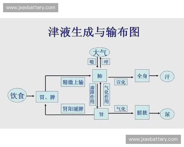 保持身体水分平衡的重要性及有效补水方法解析